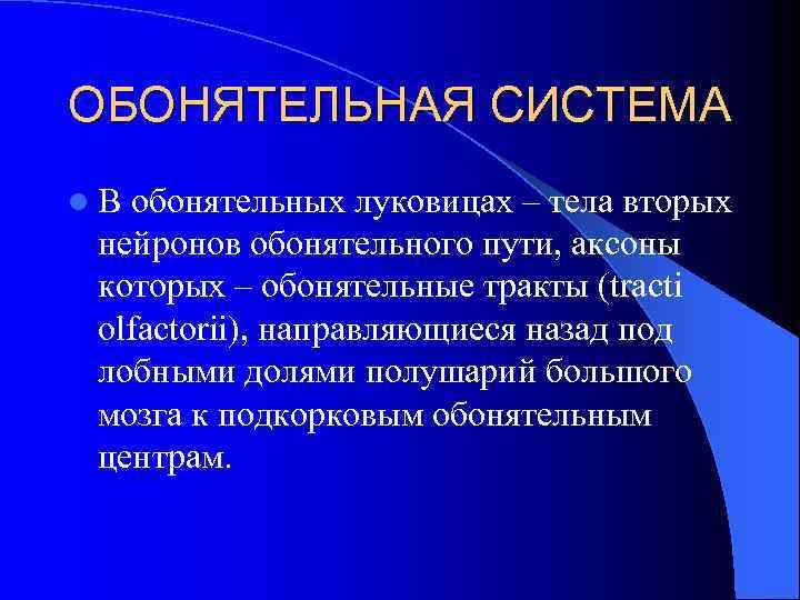 ОБОНЯТЕЛЬНАЯ СИСТЕМА l. В обонятельных луковицах – тела вторых нейронов обонятельного пути, аксоны которых