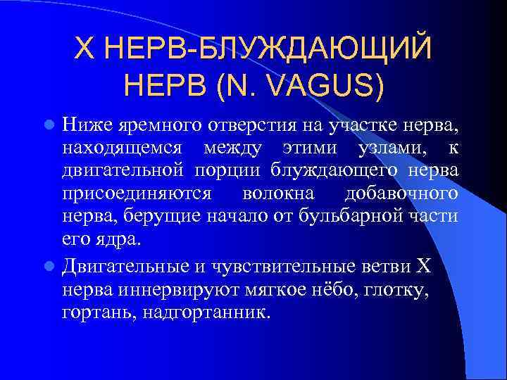 Х НЕРВ-БЛУЖДАЮЩИЙ НЕРВ (N. VAGUS) Ниже яремного отверстия на участке нерва, находящемся между этими