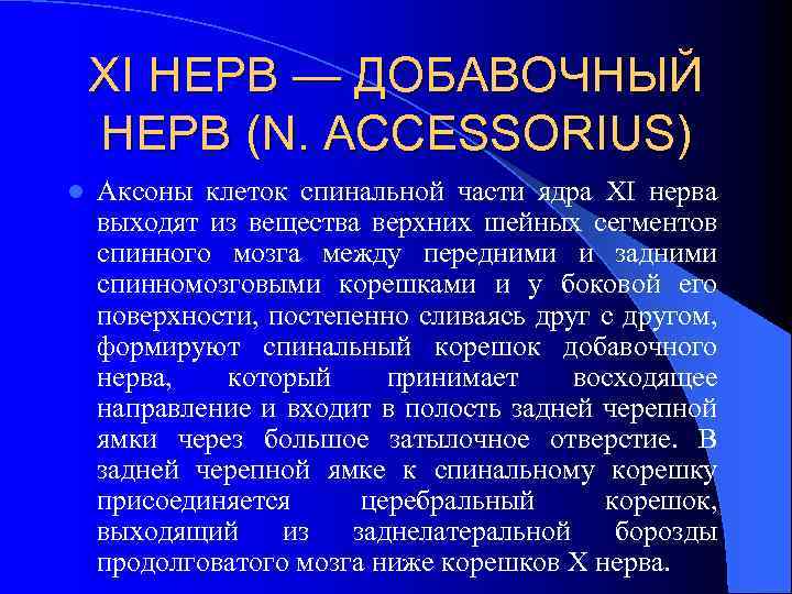 XI НЕРВ — ДОБАВОЧНЫЙ НЕРВ (N. ACCESSORIUS) l Аксоны клеток спинальной части ядра XI