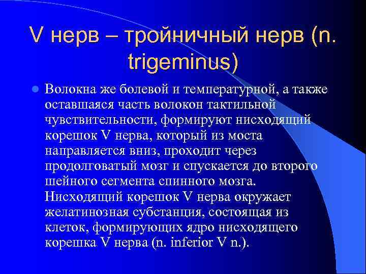 V нерв – тройничный нерв (n. trigeminus) l Волокна же болевой и температурной, а