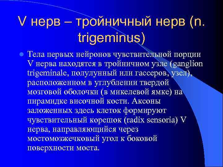 V нерв – тройничный нерв (n. trigeminus) l Тела первых нейронов чувствительной порции V