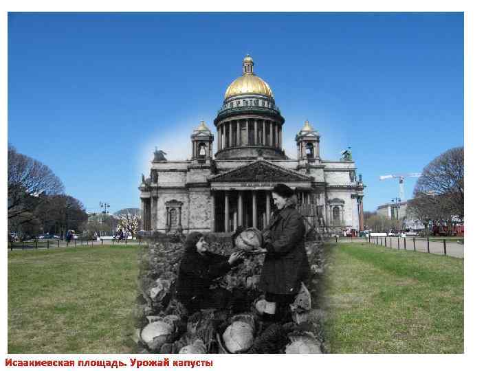 Исаакиевская площадь. Урожай капусты 
