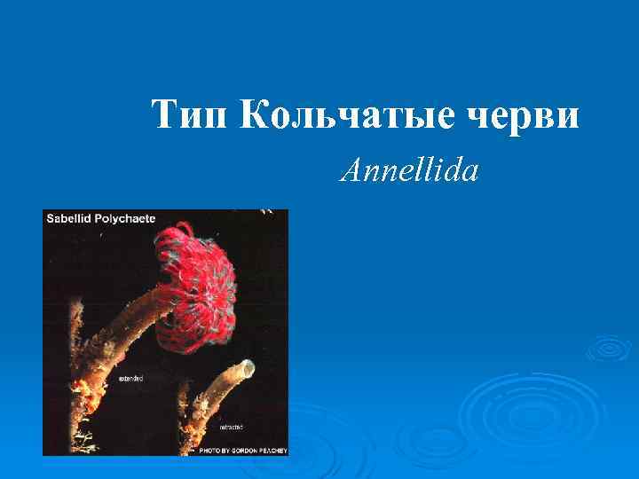 Тип Кольчатые черви Annellida 