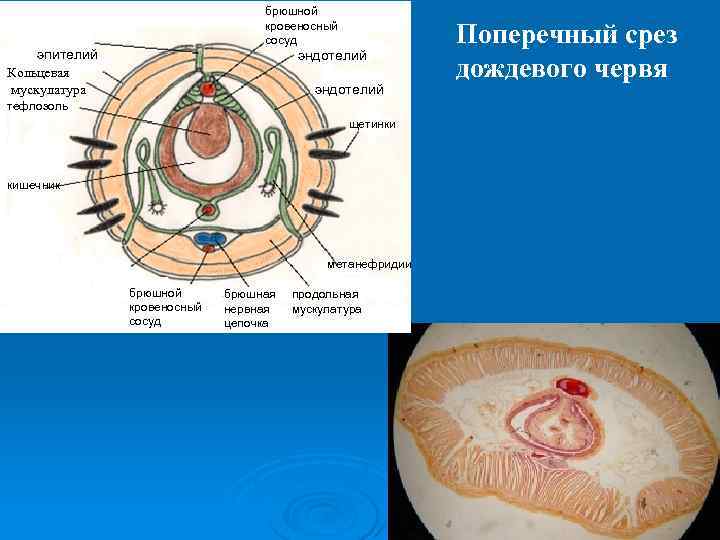 Поперечный срез червя. Поперечный срез Тип кольчатые черви. Кольчатые черви поперечный срез дождевого червя. Поперечный срез дождевого червя. Поперечный срез кольчатого червя.