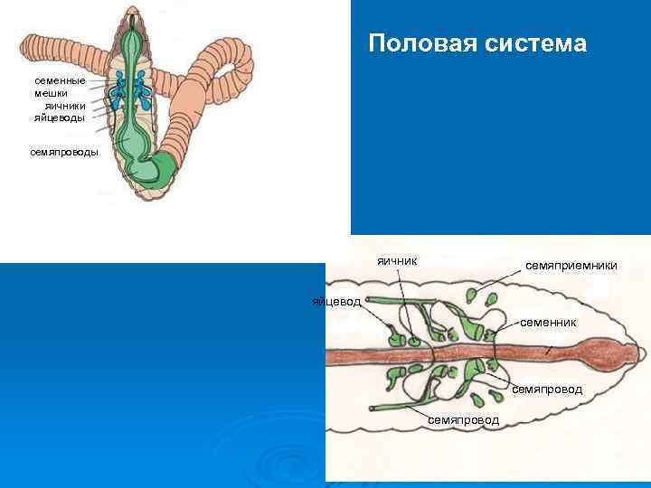 Развитие систем органов у червей. Половая система дождевого червя. Органы половой системы у кольчатых червей.