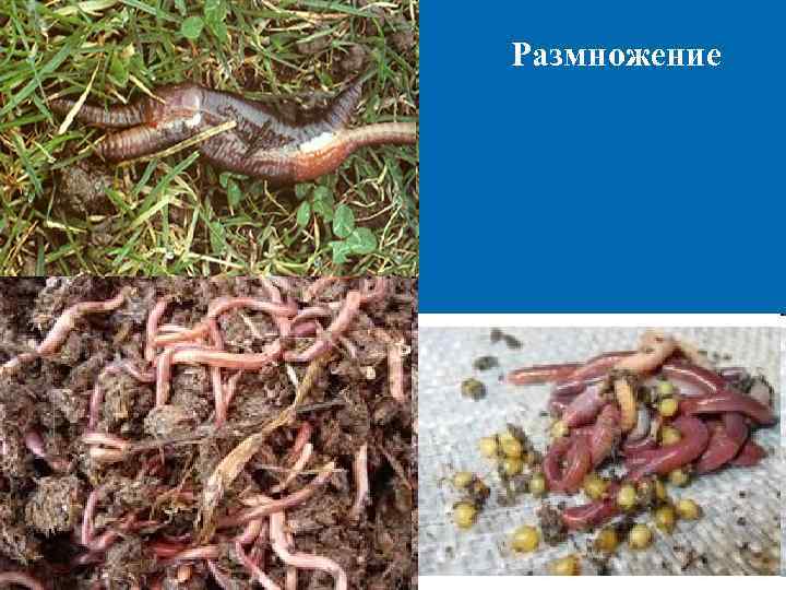 Размножение 