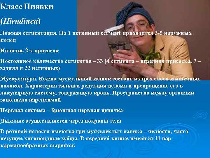Класс Пиявки (Hirudinea) Ложная сегментация. На 1 истинный сегмент приходится 3 -5 наружных колец