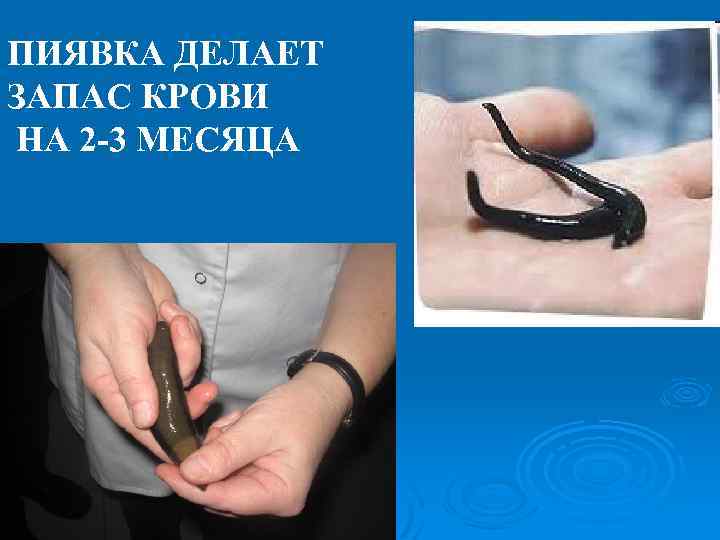 ПИЯВКА ДЕЛАЕТ ЗАПАС КРОВИ НА 2 -3 МЕСЯЦА 