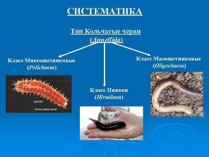 Тип кольчатые классы. Многощетинковые черви систематика. Кольчатые черви характеристика. Тип кольчатые общая характеристика. Общая характеристика кольчатых червей.