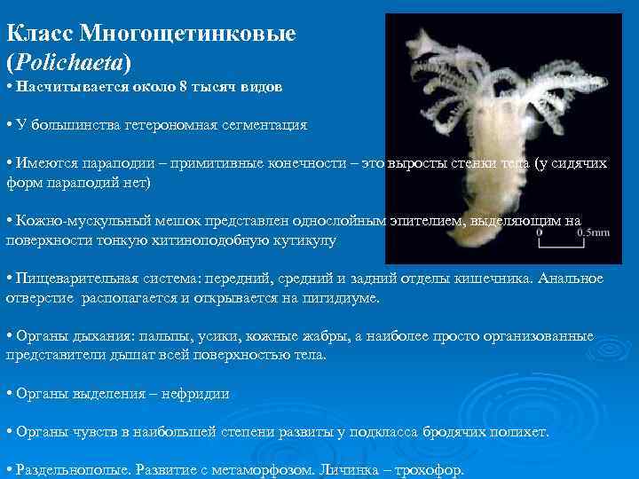 Класс Многощетинковые (Polichaeta) • Насчитывается около 8 тысяч видов • У большинства гетерономная сегментация