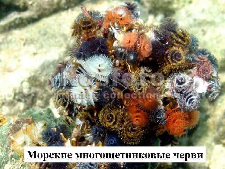 Морские многощетинковые черви 