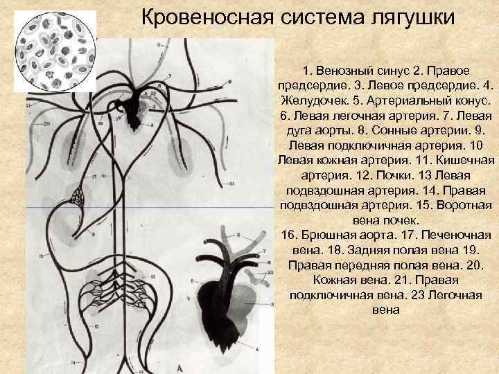 Схема артериальной системы лягушки