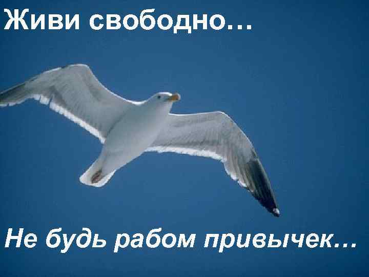 Живи свободно… Не будь рабом привычек… 