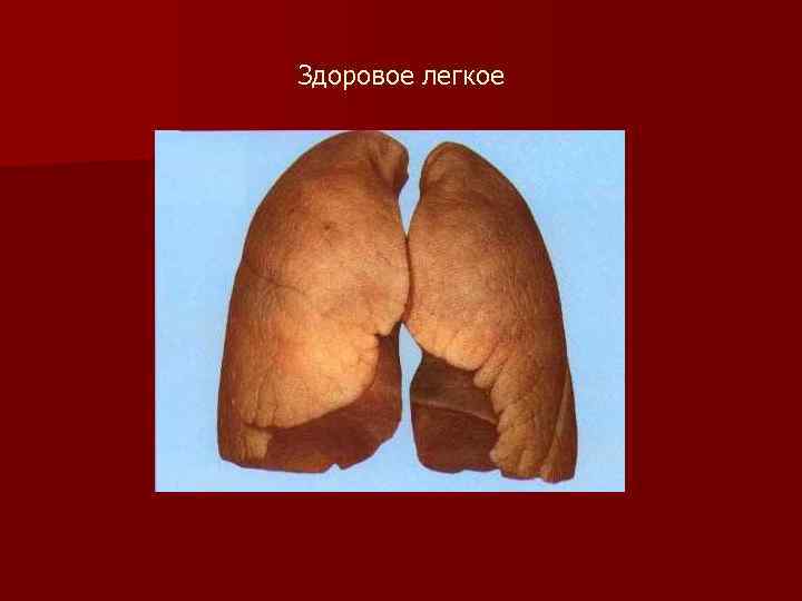 Здоровое легкое 