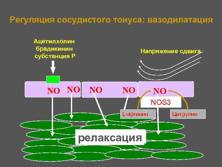 Эндотелий и регуляция сосудистого тонуса презентация