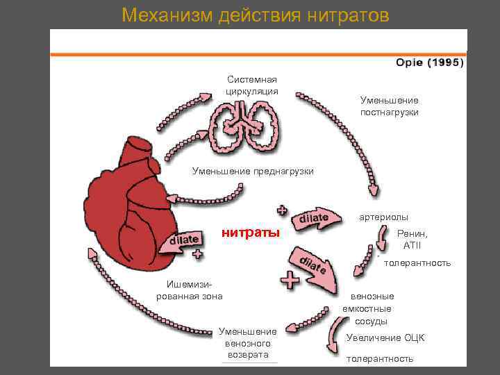 Механизм действия нитратов Системная циркуляция Уменьшение постнагрузки Уменьшение преднагрузки артериолы нитраты Ренин, АТII толерантность