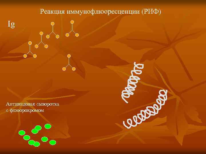 Реакция иммунофлюоресценции (РИФ) Ig Антивидовая сыворотка с флюорохромом 