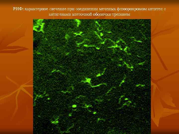 РИФ: характерное свечение при соединении меченых флюорохромом антител с антигенами клеточной оболочки трепонем 