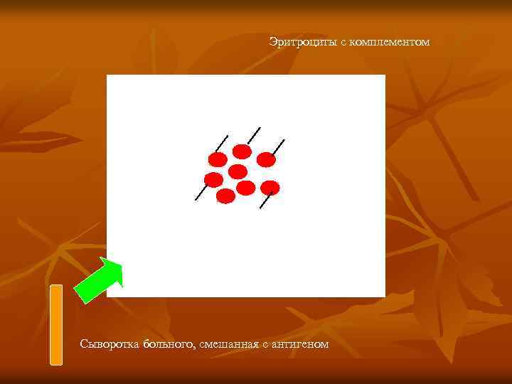 Эритроциты с комплементом Сыворотка больного, смешанная с антигеном 