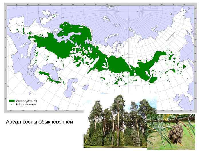 Карта где растет кедр