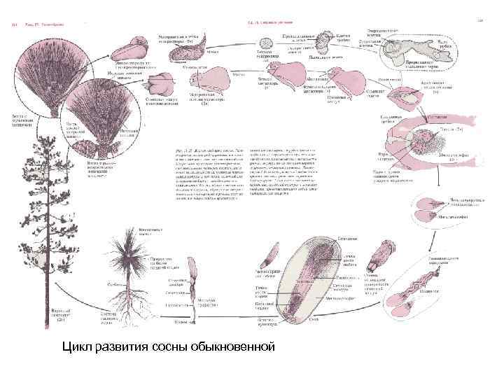 Цикл развития сосны 7 класс