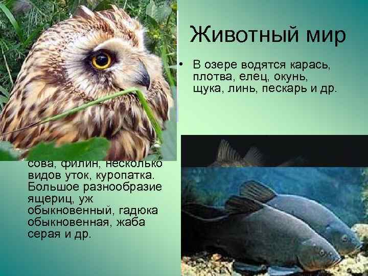Животный мир • В озере водятся карась, плотва, елец, окунь, щука, линь, пескарь и