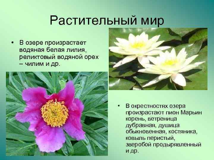 Растительный мир • В озере произрастает водяная белая лилия, реликтовый водяной орех – чилим