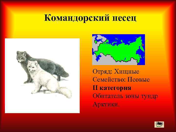 Командорский песец Отряд: Хищные Семейство: Псовые II категория Обитатель зоны тундр Арктики. 