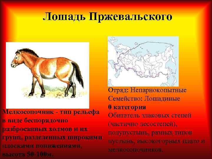 Лошадь Пржевальского Отряд: Непарнокопытные Семейство: Лошадиные 0 категория Мелкосопочник - тип рельефа Обитатель злаковых