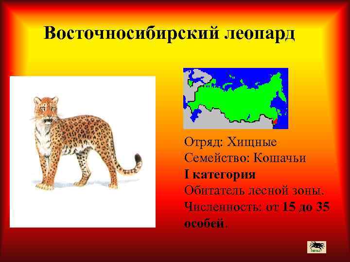 Восточносибирский леопард Отряд: Хищные Семейство: Кошачьи I категория Обитатель лесной зоны. Численность: от 15