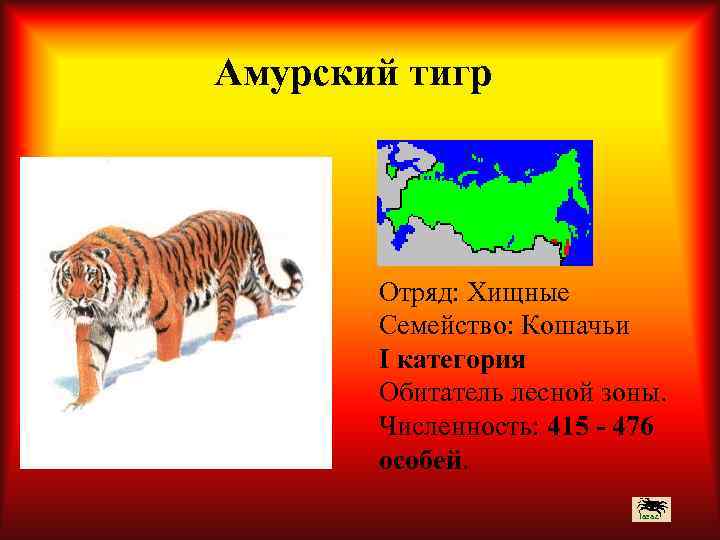 Амурский тигр Отряд: Хищные Семейство: Кошачьи I категория Обитатель лесной зоны. Численность: 415 -