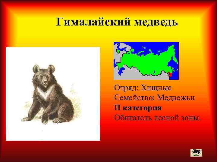 Гималайский медведь Отряд: Хищные Семейство: Медвежьи II категория Обитатель лесной зоны. 