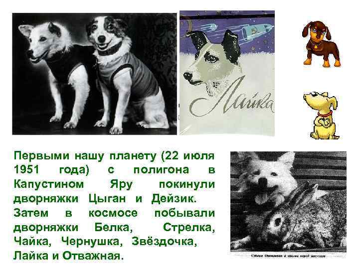 Первыми нашу планету (22 июля 1951 года) с полигона в Капустином Яру покинули дворняжки