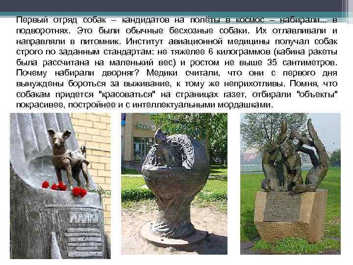 Первый отряд собак – кандидатов на полёты в космос – набирали. . . в