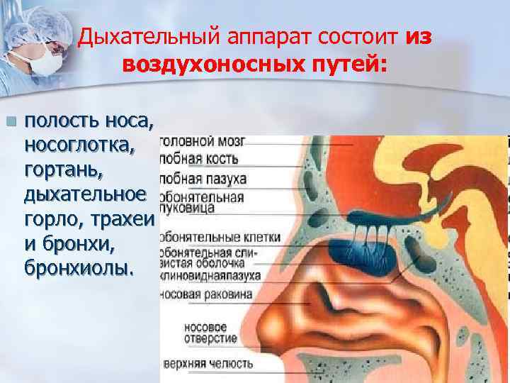 Полость воздуха. Дыхательные пути и строение носовой полости. Строение дыхательных путей носа. Воздухоносные пути носовая полость. Дыхательный аппарат человека состоит из.