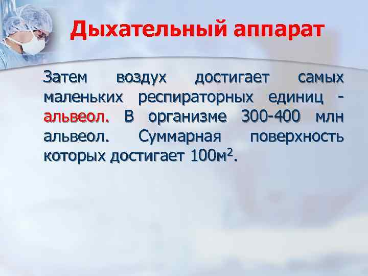 Дыхательный аппарат Затем воздух достигает самых маленьких респираторных единиц альвеол. В организме 300 -400