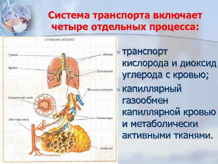 Система транспорта включает четыре отдельных процесса: · транспорт кислорода и диоксид углерода с кровью;