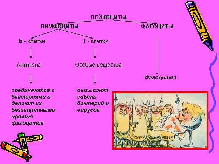 Отличия лейкоцитов. Фагоциты и лимфоциты. Лейкоциты и фагоциты. Лимфоциты фагоцитоз. Лейкоциты фагоциты лимфоциты антитела.