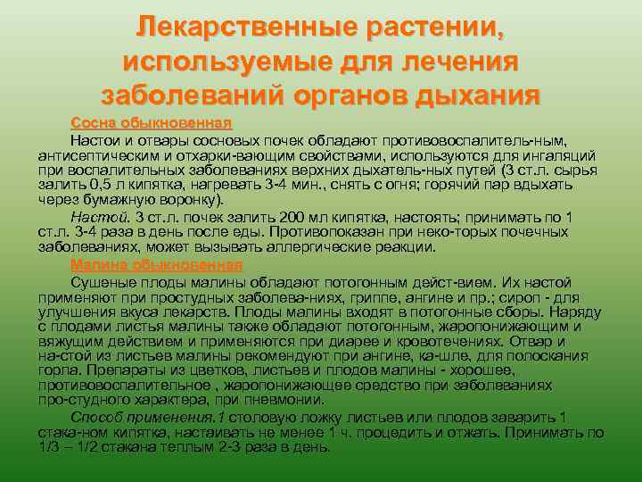 Лекарственные растении, используемые для лечения заболеваний органов дыхания Сосна обыкновенная Настои и отвары сосновых