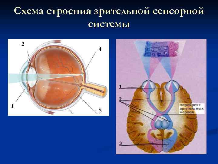 Схема строения сенсорной системы