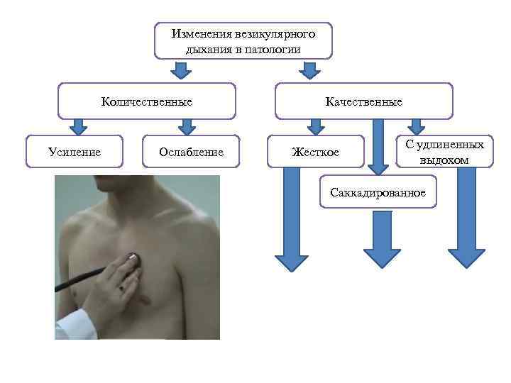 Изменилось дыхание. Изменение везикулярного дыхания. Качественные изменения везикулярного дыхания. Количественные изменения везикулярного дыхания. Изменения везикулярного дыхания в патологии.