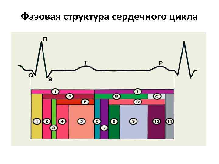 Фазовая структура сердечного цикла 