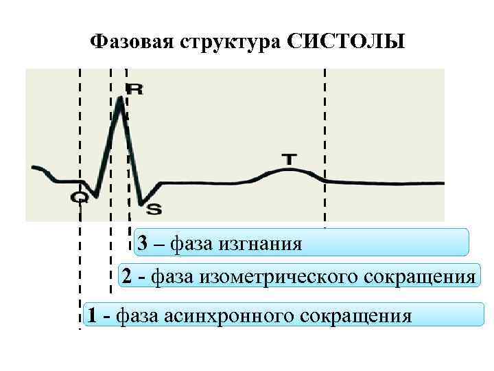 Фазы сокращения. Фаза асинхронного и изометрического сокращения. - Фаза асинхронного сокращения - фаза изометрического сокращения. Фаза изометрического сокращения желудочков. Фаза изометрического сокращения систолы желудочков.