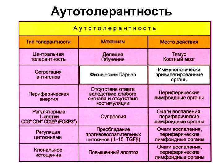 Аутотолерантность 