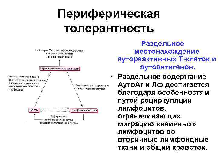 Периферическая толерантность Раздельное местонахождение аутореактивных Т-клеток и аутоантигенов. • Раздельное содержание Ауто. Аг и
