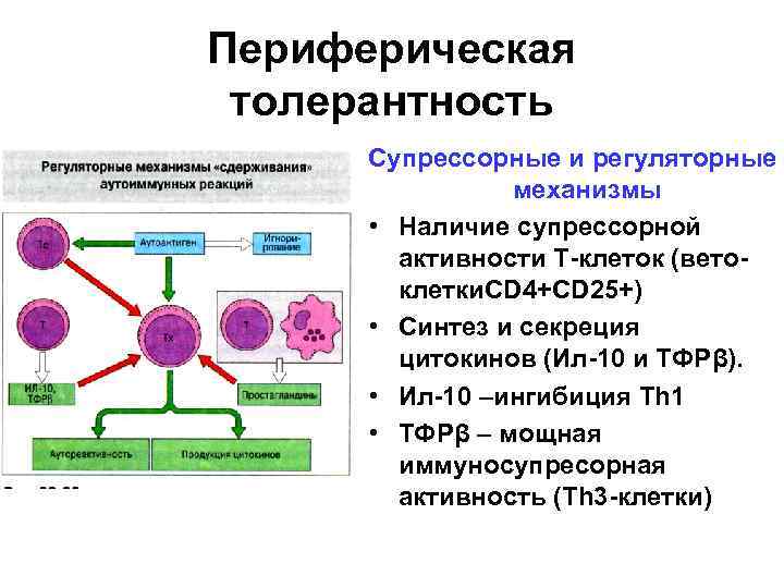 Периферическая толерантность Супрессорные и регуляторные механизмы • Наличие супрессорной активности Т-клеток (ветоклетки. CD 4+CD