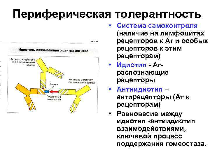 Периферическая толерантность • Система самоконтроля (наличие на лимфоцитах рецепторов к Аг и особых рецепторов