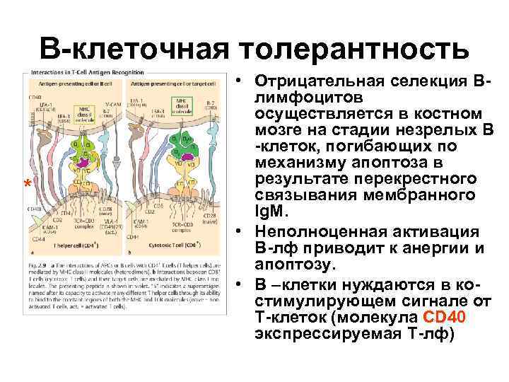 В-клеточная толерантность * • Отрицательная селекция Влимфоцитов осуществляется в костном мозге на стадии незрелых
