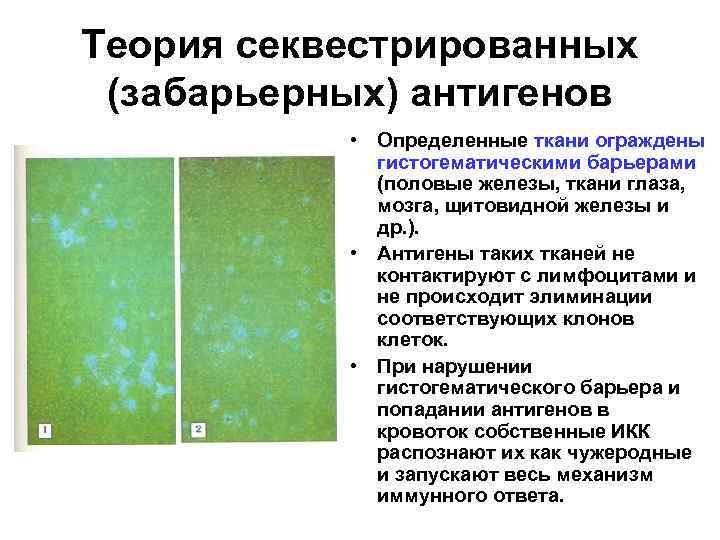 Теория секвестрированных (забарьерных) антигенов • Определенные ткани ограждены гистогематическими барьерами (половые железы, ткани глаза,