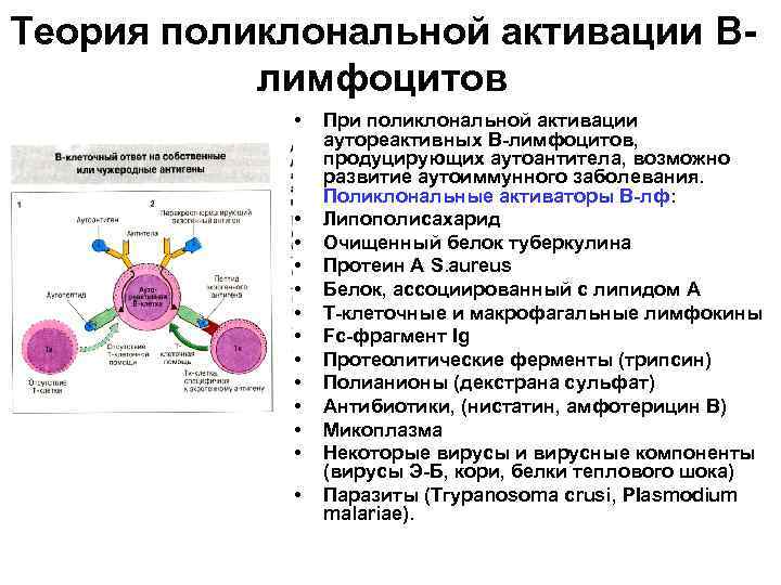 Теория поликлональной активации Влимфоцитов • • • • При поликлональной активации аутореактивных В-лимфоцитов, продуцирующих
